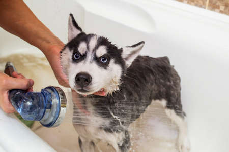Husky puppy in the washing process with water and shampoo. Washing the dog in the bathroom.の写真素材