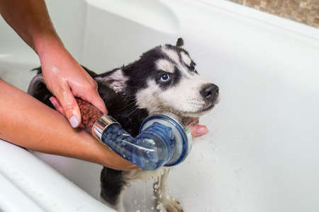 Husky puppy in the washing process with water and shampoo. Washing the dog in the bathroom.の写真素材