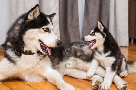 Two husky dogs are playing indoor at home. Mother dog playing with her little puppy.の写真素材