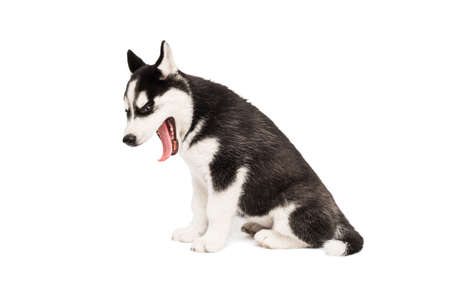Cute siberian husky puppy is sitting on white background isolated. Interesting playful little puppy of serbian husky with blue eyes.の写真素材