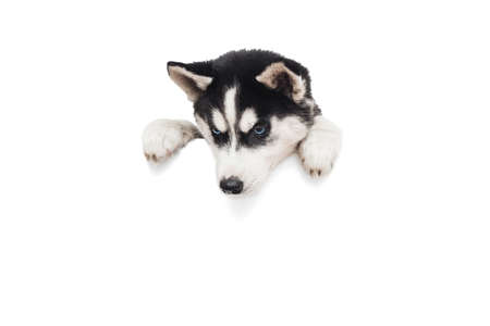 Cute husky puppy with paws over a white blank banner or poster isolated on white background.の写真素材