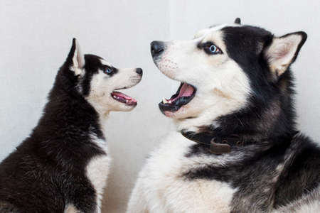 Husky and husky puppy bark and look at each other. Two siberian husky are playing with each other indoor.の写真素材