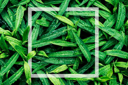 Square frame, creative layout with green leaves background. Blank for an advertising card or...