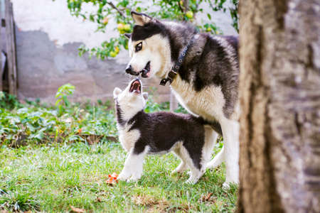 Siberian husky dog is playing with husky puppy on green grass. Two siberian husky are playing with each other.の写真素材