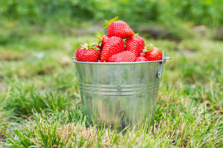 Bucket of freshly picked strawberries in summer garden. A lot of ripe, bright, red strawberries in a bucket.の写真素材