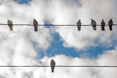 Birds on elecricity wires against blue sky. One bird outside the group. Concept of job vacancy. Business concept.の写真素材