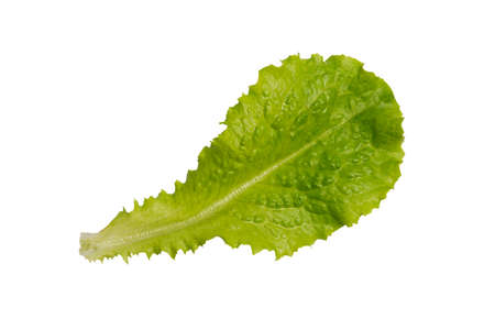 Green salad leaf isolated on white background. One fresh green lettuce leaf isolated on white.の写真素材