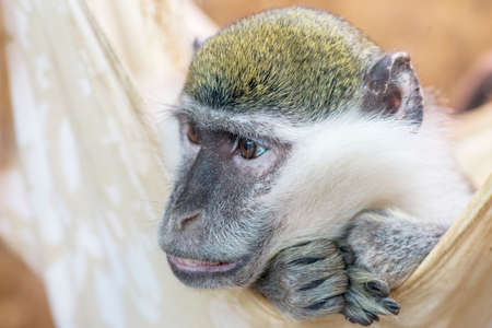 Close-up portrait of green monkey. Young green monkey. Vervet Monkey.の写真素材