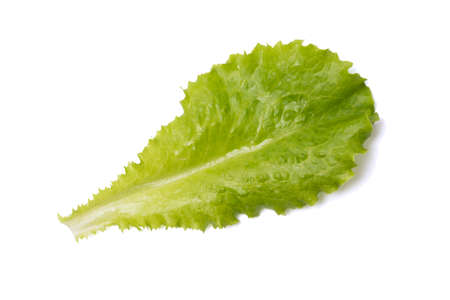 Green salad leaf isolated on white background. One fresh green lettuce leaf isolated on white.の写真素材