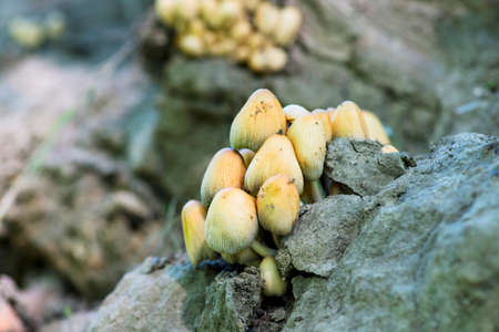 Forest mushrooms on an old tree trunk. A group of toadstool mushrooms. Forest mushrooms.の写真素材
