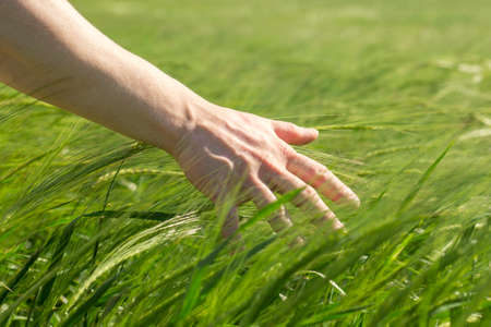 Male hand gently stroking young green ears of rye. Agricultural concept, growing grain harvest, environmentally friendly plants. Ripening ears of wheat field.の写真素材