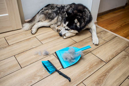 The hair after molting the dog is collected in a scoop with a brush. Cleaning dog hair at home. Pet care.の写真素材