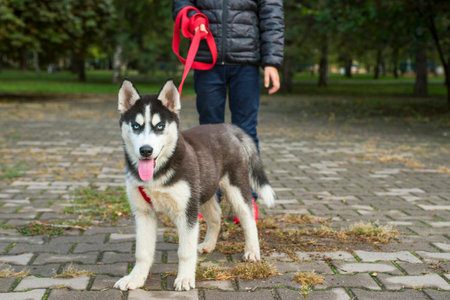 A child walks with a husky dog in a park. Obedient pet with his owner. Walking of pets.の写真素材