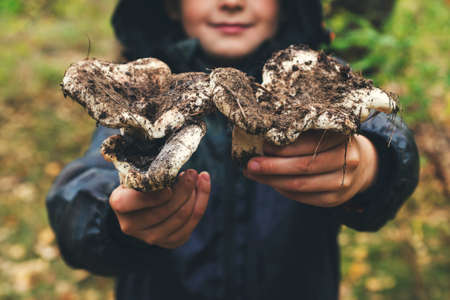 Childs hands are holding mushrooms. Looking for mushrooms in the forest. Kid hands hold large mushrooms in the forest in autumn. Forest mushroom picking season.の写真素材