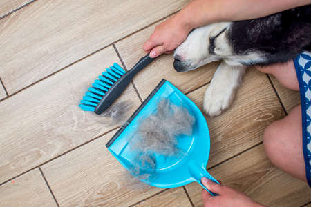 A woman removes dog hair after molting a dog with a dustpan and broom at home. Cleaning dog hair at home. Pet care.の写真素材