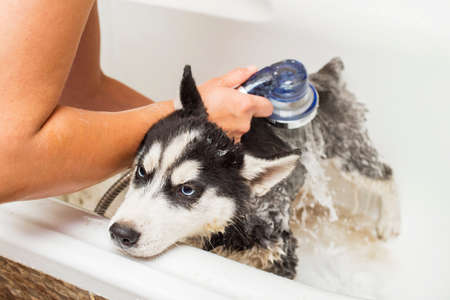 Husky puppy in the washing process with water and shampoo. Washing the dog in the bathroom.の写真素材