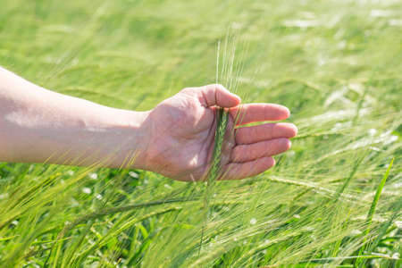 Man's hands hold green ears of wheat in an agricultural field. Ears of wheat during the period of active growth and ripening of the crop.の写真素材