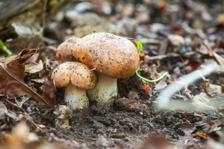 White mushrooms in the forest in autumn. White mushrooms in the woods, on a background of leaves....