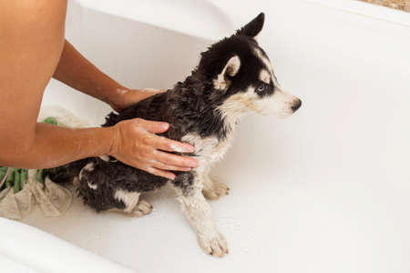 Husky puppy in the washing process with water and shampoo. Washing the dog in the bathroom.