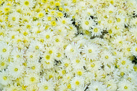 Beautiful chrysanthemum flowers. Background of white chrysanthemums flowers. Floral background.の写真素材