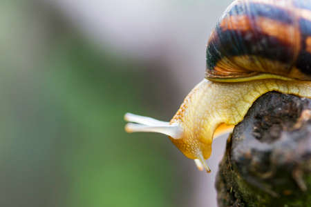 Snail on the tree in the garden. Snail gliding on the wet wooden texture. A common garden snail crawling on a stump.の写真素材