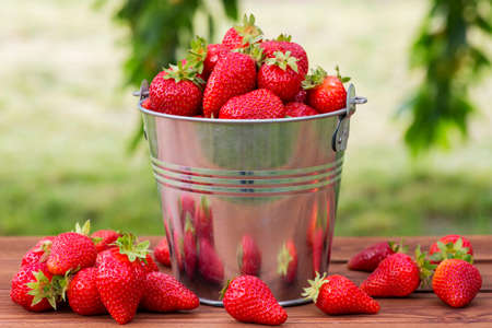 Bucket of freshly picked strawberries in summer garden. Ripe juicy strawberries in a small metal bucket on wooden table.の写真素材