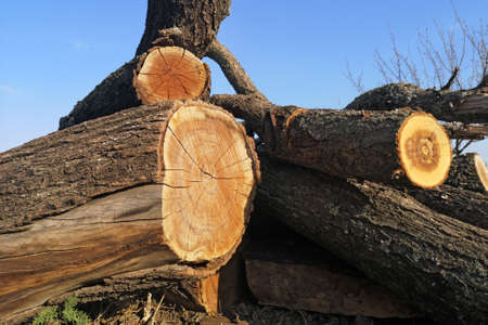 A bunch of tree trunks against blue sky outdoor. Sawn logs against the background of clear sky.