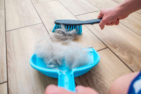 A woman removes dog hair after molting a dog with a dustpan and broom at home. Cleaning dog hair at...