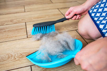 A woman removes dog hair after molting a dog with a dustpan and broom at home. Cleaning dog hair at...