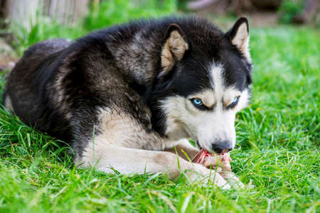 Black and white Siberian husky eats bone on meadow. Dog breed Siberian Husky on the green grass.の写真素材