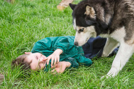 Boy playing with his dog. Happy child plays with siberian husky dog. Active children concept.の写真素材