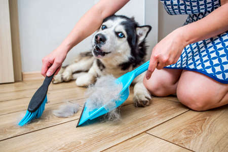 A woman removes dog hair after molting a dog with a dustpan and broom at home. Cleaning dog hair at home. Pet care.の写真素材