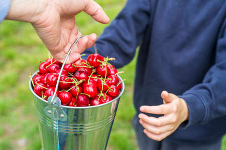 A woman gives a child a bucket full of ripe cherries. The concept of parental care for children. Vitamin Eating.の写真素材