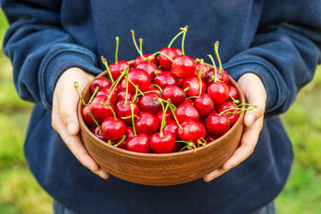Childs hands are holding plate with ripe cherries. Fresh organic cherries. Harvest concept.の写真素材