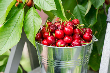 Harvesting cherries in the garden. Bucket of cherries on the top of ladder on cherry branches background.の写真素材