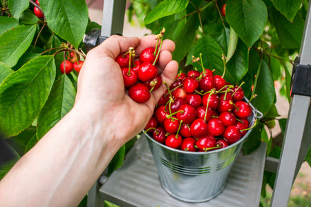 Harvesting cherries in the garden. Mans hand picks a cherry crop in a bucket. Fresh red sour cherries harvest in bucket.の写真素材