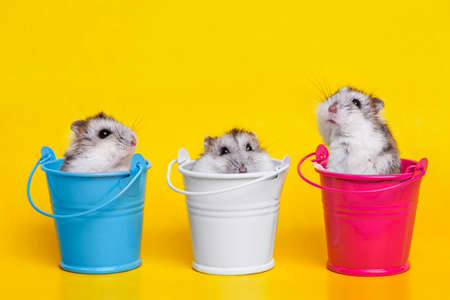 Three small hamsters are sitting in three different decorative buckets on yellow background with copy space. Baby animal theme.の写真素材
