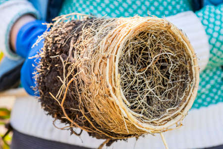 Gardener holds in hands home plant prepared for transplanting into a new pot. Repotting of plant...
