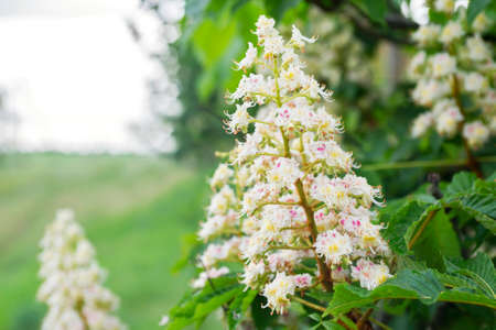 Foliage and flowers of chestnut. Blossoming chestnut tree. Chestnut flowers.