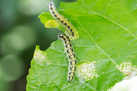 Close up of Cabbage White Caterpillar eating holes in cabbage leaf. Shallow depth of field.の写真素材