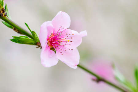 Beautiful pink peach blossom on a branch. Pink flowers on a tree.の写真素材