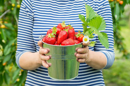 Womans hands are holding a bucket with freshly picked strawberries. Ripe organic strawberries. Harvest concept.の写真素材