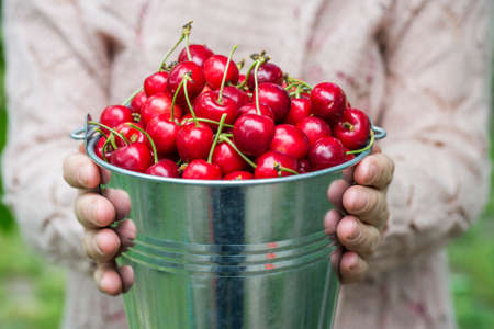 A woman is holding metal bucket with freshly picked cherries. A girl is holding a bucket with juicy...