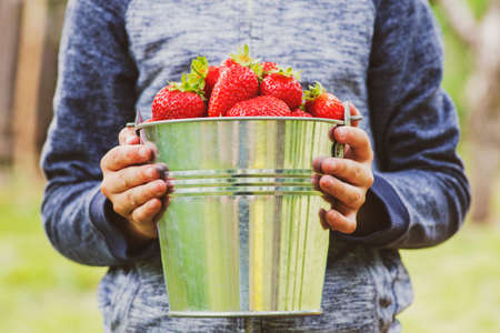 A woman is holding metal bucket with freshly picked cherries. A girl is holding a bucket with juicy ripe cherries.の写真素材