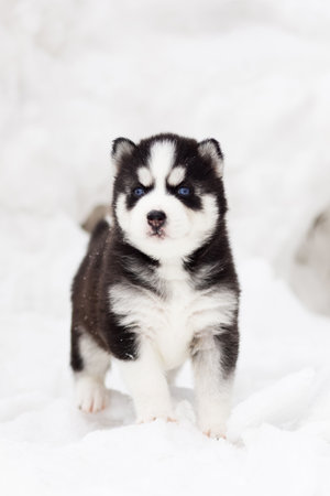 Winter portrait of a cute blue-eyed Siberian husky puppyの写真素材
