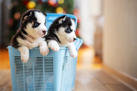 Cute siberian husky puppies climb out from a blue pet carrier. Husky puppyの写真素材