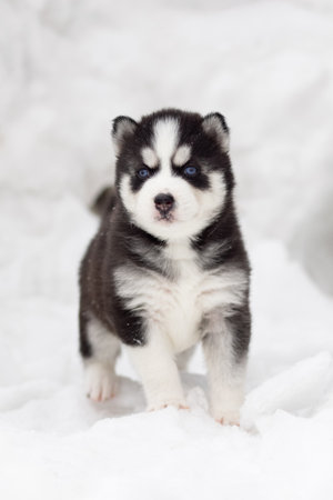 Winter portrait of a cute blue-eyed Siberian husky puppyの写真素材