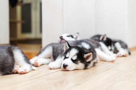 Cute Siberian Husky puppies lying on warm floor indoorsの写真素材