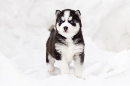 Winter portrait of a cute blue-eyed Siberian husky puppyの写真素材