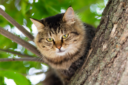 Close-up shot of beautiful gray cat sitting on a tree branchの写真素材
